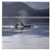 Killer Whales Tegeltje (Voorkant)