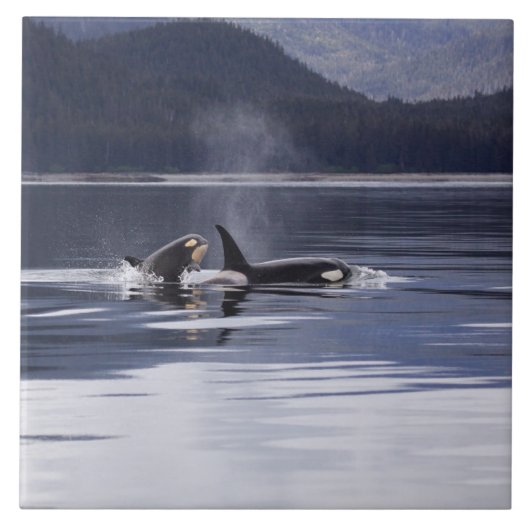 Killer Whales Tegeltje (Voorkant)