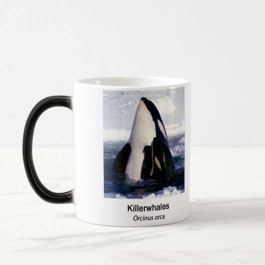 Killerwhale , Orcinus orca Magische Mok (Links)