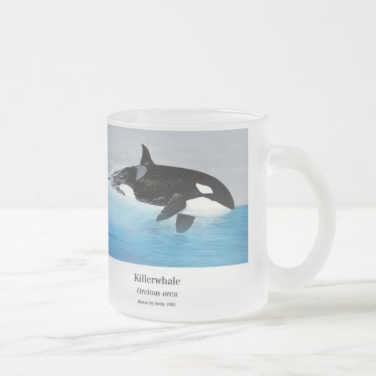 Killerwhale , Orcinus orca Matglas Koffiemok (Rechts)