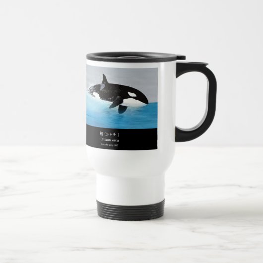 Killerwhale , Orcinus orca Reisbeker (Rechts)