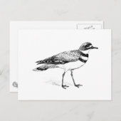 Killhert Bird Sketch Briefkaart (Voorkant / Achterkant)