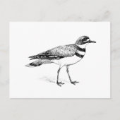 Killhert Bird Sketch Briefkaart (Voorkant)