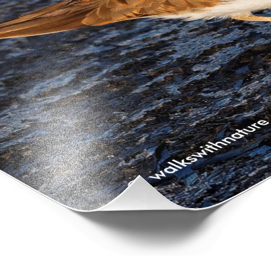 Killhert op het Icy Mudflats Foto Afdruk (Hoek)