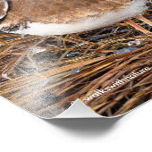 Killherten in de vrieswadden foto afdruk (Hoek)