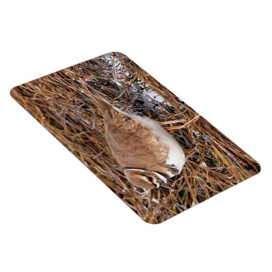 Killherten in de vrieswadden magneet (Rechterzijde)