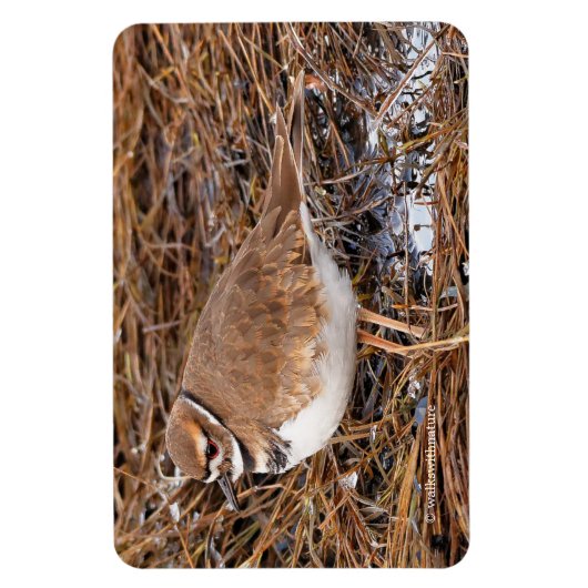 Killherten in de vrieswadden magneet (Verticaal)