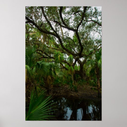 Kilpatrick Hammock, Kissimmee Prairie Preserve, FL Poster (Voorkant)