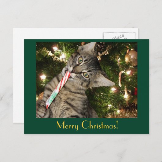 Kimber Cat Eats Candy Cane Briefkaart (Voorkant / Achterkant)