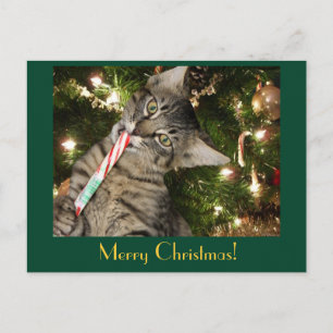 Kimber Cat Eats Candy Cane Briefkaart