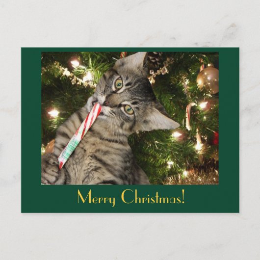 Kimber Cat Eats Candy Cane Briefkaart (Voorkant)