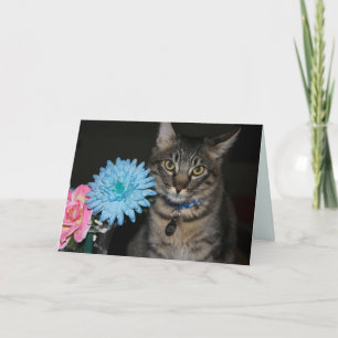 Kimber Cat Poses krijgt goede Kaart