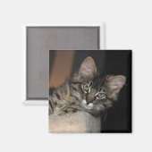 Kimber Chillin' Kitten Magnet (Voorkant / Achterkant)