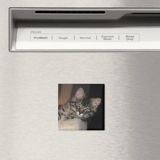 Kimber Chillin' Kitten Magnet (Insitu (Vaatwasser))