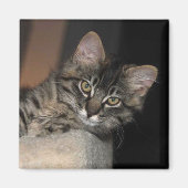 Kimber Chillin' Kitten Magnet (Voorkant)