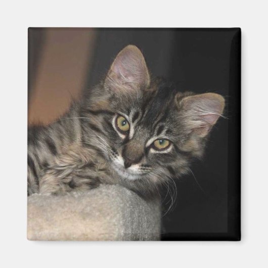 Kimber Chillin' Kitten Magnet (Voorkant)