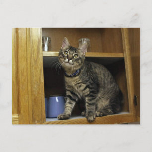 Kimber in Cupboard Briefkaart