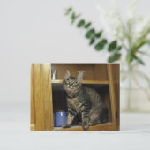 Kimber in Cupboard Briefkaart (Staand voorkant)