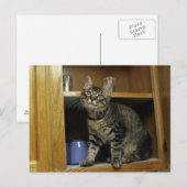 Kimber in Cupboard Briefkaart (Voorkant / Achterkant)