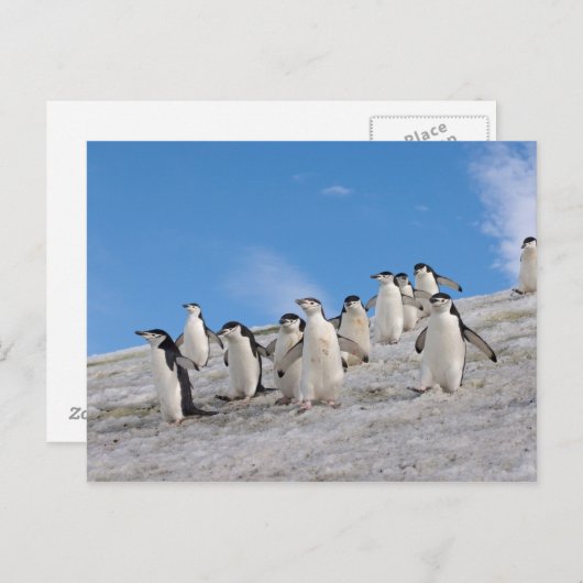 kinbandpinguïns | Pygoscelis Antarctica Briefkaart (Voorkant / Achterkant)
