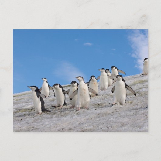 kinbandpinguïns | Pygoscelis Antarctica Briefkaart (Voorkant)