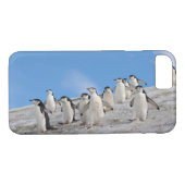 kinbandpinguïns | Pygoscelis Antarctica Case-Mate iPhone Case (Achterkant (Horizontaal))
