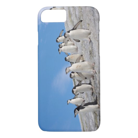 kinbandpinguïns | Pygoscelis Antarctica Case-Mate iPhone Case (Achterkant)