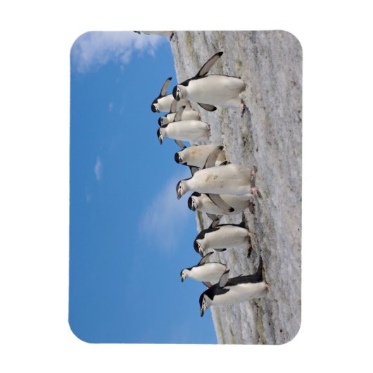 kinbandpinguïns | Pygoscelis Antarctica Magneet (Verticaal)