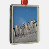 kinbandpinguïns | Pygoscelis Antarctica Metalen Ornament (Rechts)