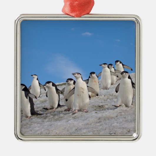 kinbandpinguïns | Pygoscelis Antarctica Metalen Ornament (Voorkant)