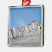 kinbandpinguïns | Pygoscelis Antarctica Metalen Ornament (Links)