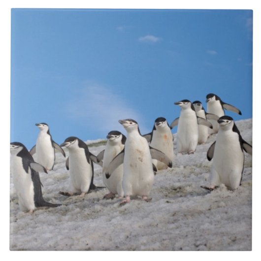 kinbandpinguïns | Pygoscelis Antarctica Tegeltje (Voorkant)
