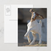 Kind Geitenspelen Briefkaart (Voorkant / Achterkant)