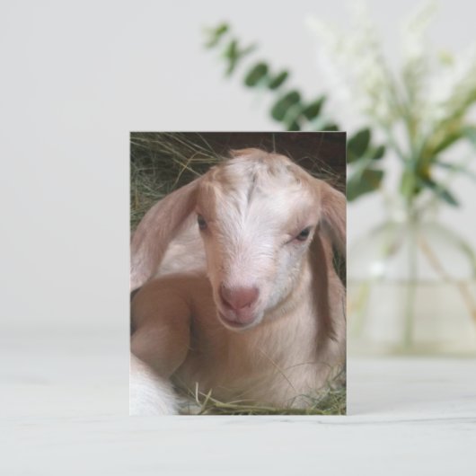 Kind Geitte Briefkaart (Staand voorkant)