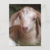 Kind Geitte Briefkaart (Voorkant)