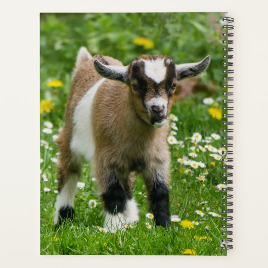 Kind gepersonaliseerd Pygmy Dwarf Goat Planner (Achterkant)