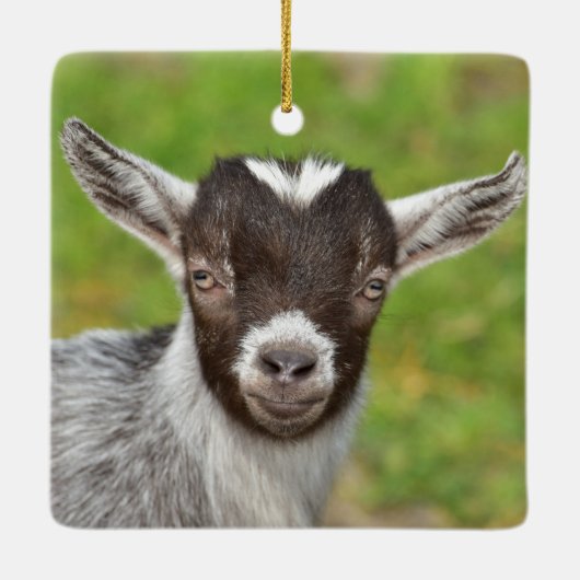 Kind Pygmy Pet Goat Keramisch Ornament (Achterkant)