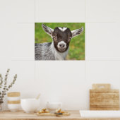 Kind Pygmy Pet Goat Poster (Keuken)