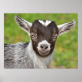 Kind Pygmy Pet Goat Poster (Voorkant)