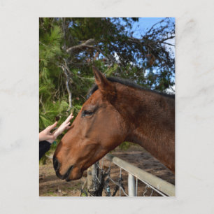 Kind Touch: Verbinding met een zacht bruin paard Briefkaart