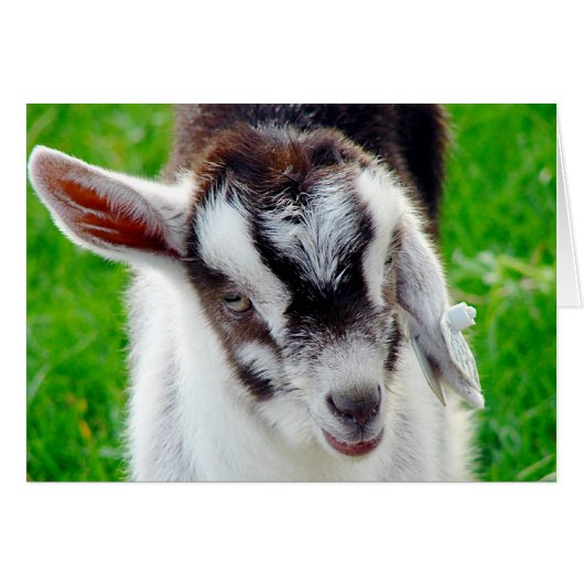 Kind van  geiten (Voorkant Horizontaal)