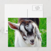 Kind van  geiten briefkaart (Voorkant / Achterkant)