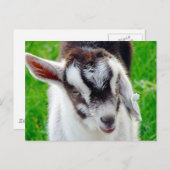 Kind van geiten briefkaart (Voorkant / Achterkant)
