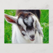 Kind van  geiten briefkaart (Voorkant)