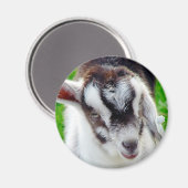 Kind van  geiten magneet (Voorkant / Achterkant)