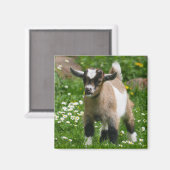 Kind van Nigerian Dwarf Dairy Goat in bloemen Magneet (Voorkant / Achterkant)
