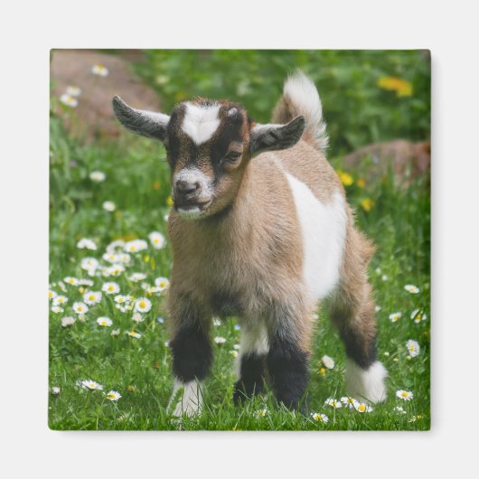 Kind van Nigerian Dwarf Dairy Goat in bloemen Magneet (Voorkant)