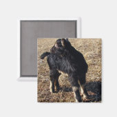 Kind voor zwart en tan magneet (Voorkant / Achterkant)