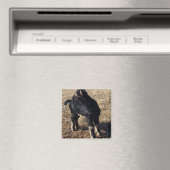 Kind voor zwart en tan magneet (Insitu (Vaatwasser))