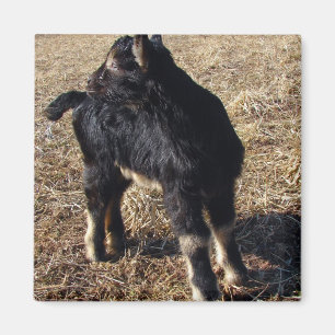 Kind voor zwart en tan magneet